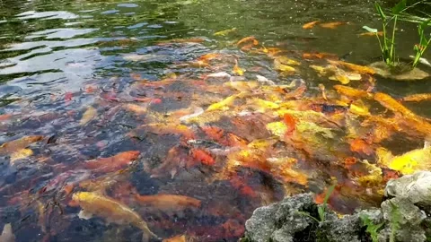 A lot of fish eat bread in a decorative pond Stock Footage 160662545