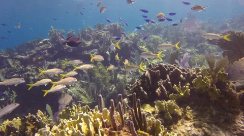 Lot of Fish Stock Footage 61840895