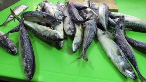 A lot of fish. Mackerel on a green table. Raw frozen fish. Sea fish. Stock Footage 83961622