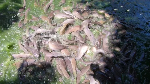 A lot of fish. Overcrowded pool with cat fish Video stock 151673103