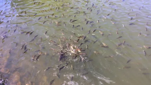 A lot of fish in the pond Stock Footage 88435578