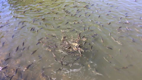A lot of fish in the pond 库存影片 88681262