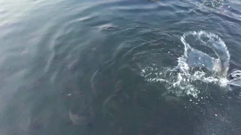 A lot of fish in the river are looking for a food. 库存影片 86785446