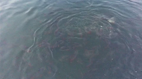 A lot of fish in the river are looking for a food. Stock Footage 86785736
