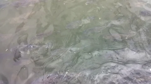 A lot of fish in the water Stock Footage 78566927