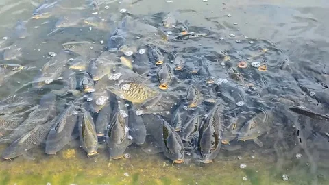 A lot of fish in the water Stock Footage 85059880