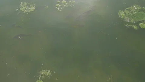 A Lot Of Fish On Water Surface Stock Footage 118002762