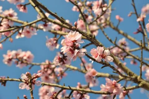 A lot of flower Stock Photos