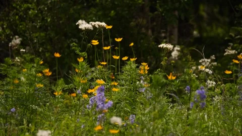 A lot of flowers in the meadow Stock Footage 280603799
