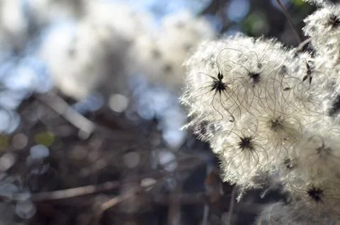 A lot of fluff on the tree illuminated by sunlight Stock Photos