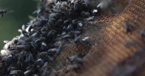 A lot of flying and crawling on the frame with honey. Stock Footage 149783835