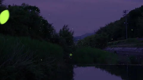 A lot of flying fireflies Stock-Footage 148403206