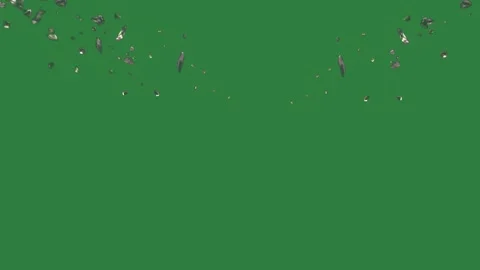 Lot Flying Isolated Green Screen Stock Video Stock Footage 338017609