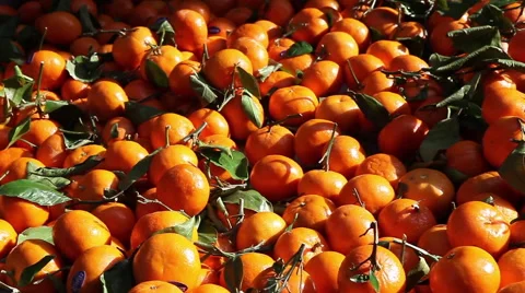 A lot of fresh oranges Stock Footage 64023911