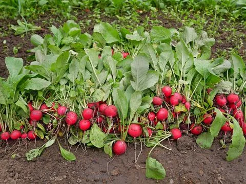 A lot of fresh pluck radish roots on a heap in greenhouse Stock Photos