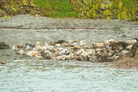 A lot of funny lazy elephant seals on rocky beach. Stock Photos