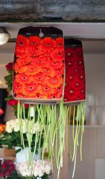 A lot of gerberas Stock Photos