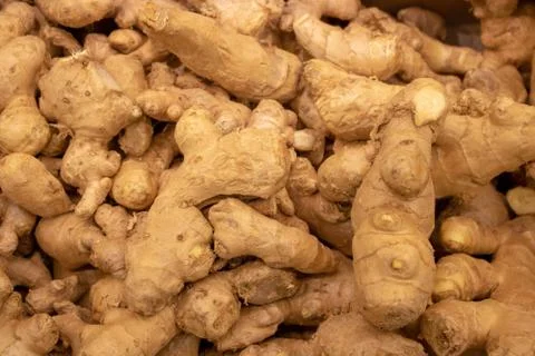 A lot of ginger. A lot of Ginger Root. ginger harvest. ginger root food backg Stock Photos
