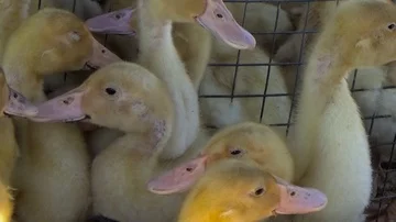 A lot of goslings in a cage Stock Footage 85898481