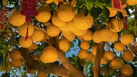 A lot of grapefruit grows on a tree with evening illumination Stock Photos