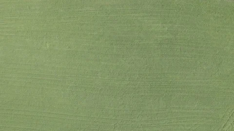 A lot of grass Stock Footage 223045068