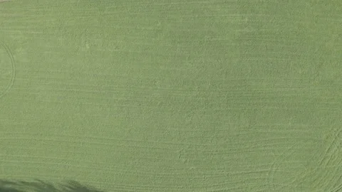 A lot of grass Stock Footage 223045201