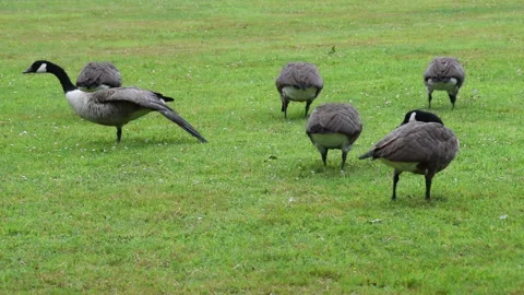 A lot of gray geese one pulls a paw and a wing pinch the grass Stock Footage 116483708