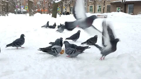 A lot of gray pigeons peck bread in the snow Stockbeeldmateriaal 169181709