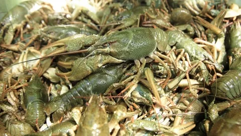 A lot of green live crayfish Stock Footage 90488790