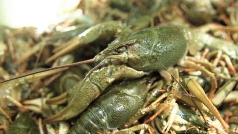 A lot of green live crayfish Stock Footage 90488794