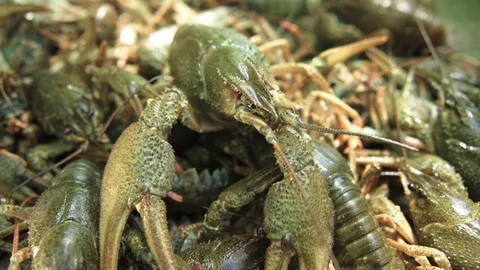 A lot of green live crayfish Stock-Footage 90488801