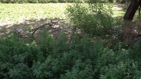 A lot of greenery with vegetation of different varieties! Stock Footage 321784257
