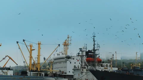 A lot of gulls are fly over the decks of sea-going ships Stock Footage 92204896