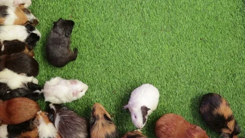 A lot of hamster are walking around the grass. Footage of mice for design. Stock Footage