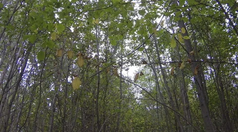 A lot of hazel Video stock 68376034