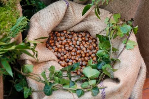 Lot with hazelnut Stock Photos
