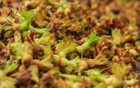 A lot of hazelnuts. Foto stock