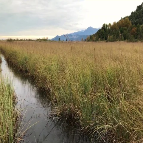 A lot of high grass moving because of the strong wind, filmed in fall somew Stock-Footage 69555370