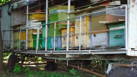 Lot of hives with bees Stock Footage 135927052
