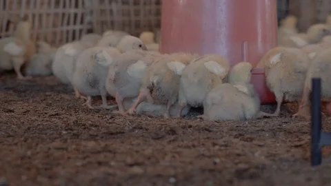 A lot of hungry broilers are standing around the plastic feeder and eating. Stock-Footage 107992281