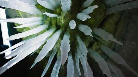 Lot of icicles hang on ceiling in cave. Ice spikes illuminated with led light Stock Footage 166568222