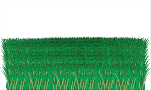 Lot of illustrated grass on white background Stock Illustration
