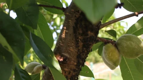 A lot of insects in a peach tree Stock Footage 243108378