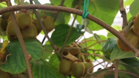 A lot of kiwis in my kiwi trees Video stock 250406053