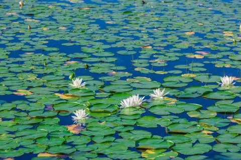 A lot of lily pads on a lake Stock Photos