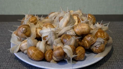 A lot of live grape snails are moving and crawling on a blue plate in the home Video stock 163517057