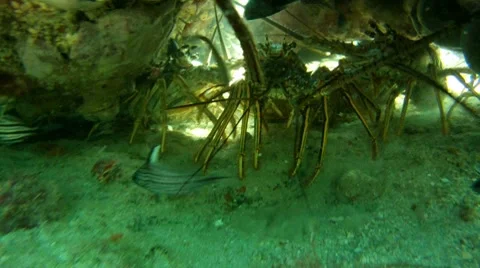 A lot of Lobster Stock Footage 7754770