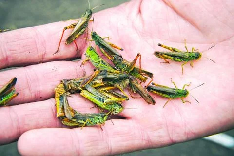 A lot of locusts on a man's palm Stock Photos