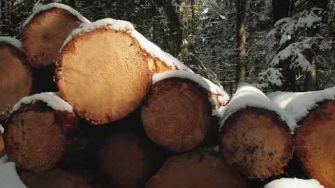 Lot of logs lying in the winter woods on a sunny day. 스톡 동영상 175090063