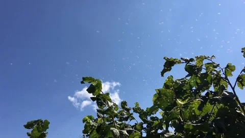 A lot of mideges Stock Footage 83048689